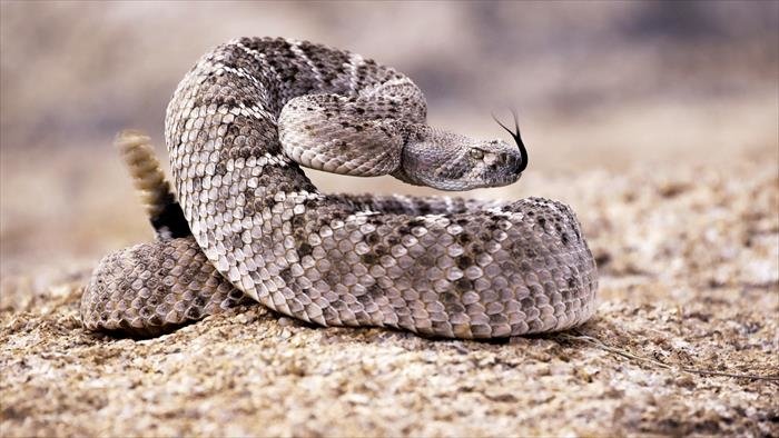 Traqueur de serpents