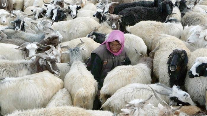 Tsering, bergère au Ladakh