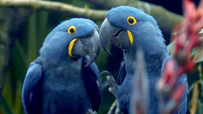 Un amour de zoo