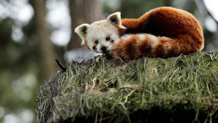 Une saison au zoo