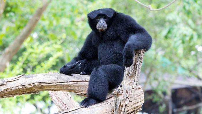 Une saison au zoo