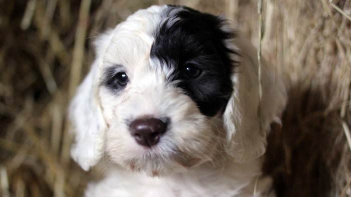 Une vie de chiot