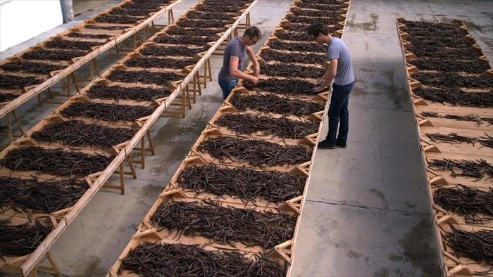 Vanille, les secrets d'un parfum