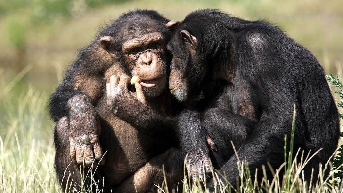 Vie sauvage à Taronga