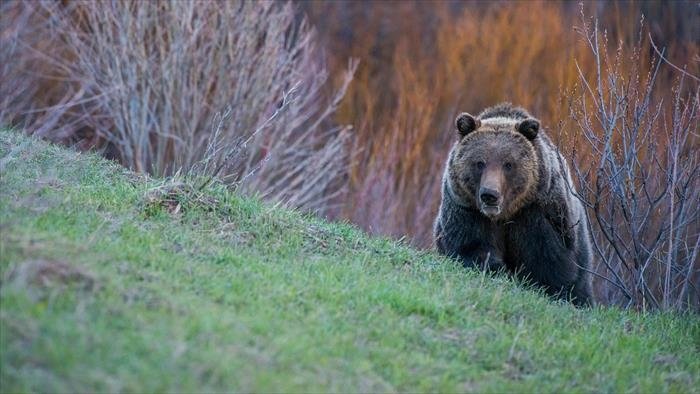 Yellowstone