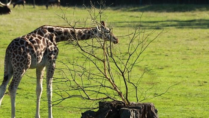 Zoo Nursery France