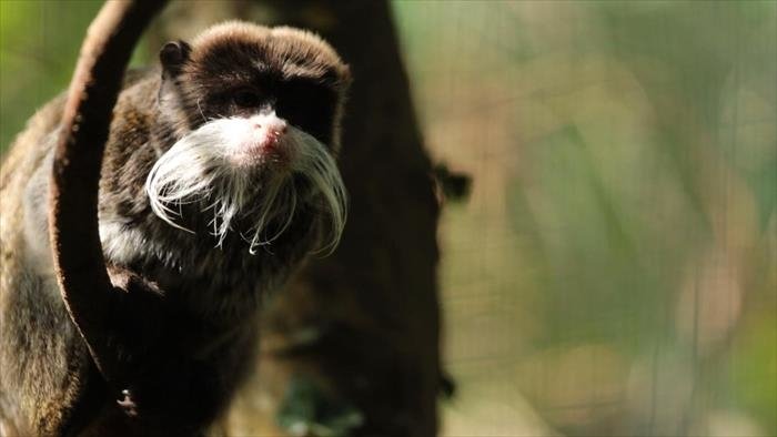 Zoo Nursery France