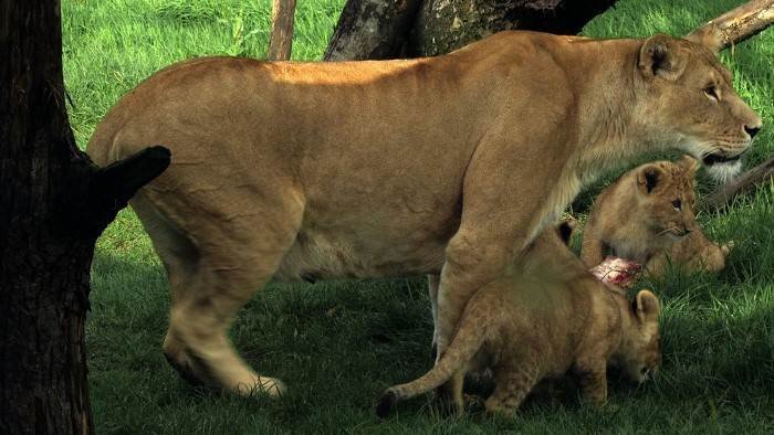Zoo Nursery France