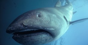 "Shark Festival", l'été des requins