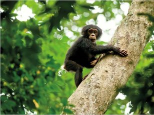 Chimpanzés : Le renouveau du documentaire animalier