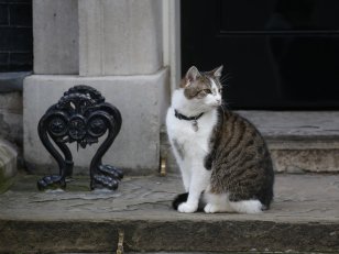 David Cameron part mais Larry le chat reste !