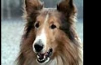 Lassie - Bande annonce 1 - VF - (2005)