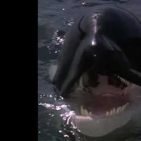 Sauvez Willy 2 - Bande annonce 1 - VO - (1995)
