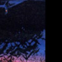 La Nuit des chauves-souris - Bande annonce 3 - VF - (1999)