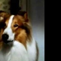 Les Nouvelles aventures de Lassie - bande annonce - VO - (1994)