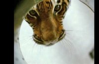 Dans l'oeil du tigre - bande annonce 2 - VF - (2010)