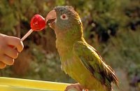 Paulie, le perroquet qui parlait trop - Bande annonce 1 - VF - (1997)