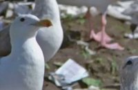 Jonathan Livingston goéland - Teaser 1 - VO - (1973)