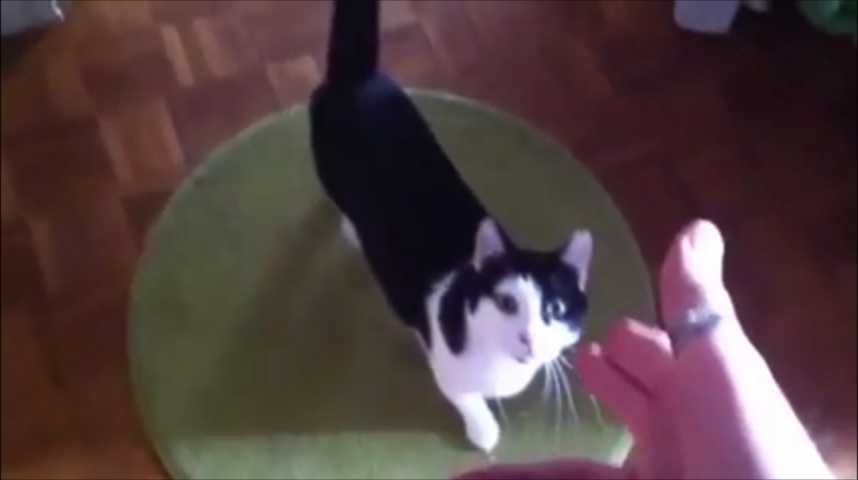 Ce Chat Fait Le Mort Mieux Que N Importe Qui