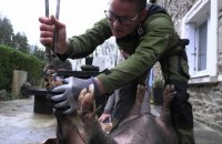 Une buraliste brestoise se lance dans la pédicure pour cochons
