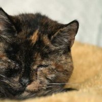 À 26 ans, Flossie obtient le titre Guinness du "plus vieux chat au monde"