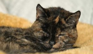 À 26 ans, Flossie obtient le titre Guinness du "plus vieux chat au monde"