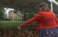 En Alsace, distribution gratuite de poules anti-gaspi