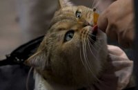 Concours de beauté et aliments premium: les chats, stars d'un salon à Hong Kong