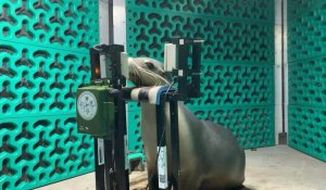 En Australie, des tests d'audition pour lions de mer et otaries dans un zoo