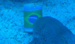 Mondial-2026: à Rio, un requin prédit une victoire du Brésil contre Haïti