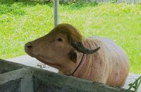 Le buffle "Donald Trump" épargné et envoyé au zoo
