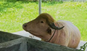 Le buffle "Donald Trump" épargné et envoyé au zoo