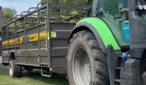 Des moutons à Leers