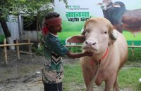 Un buffle "sosie" de Donald Trump est devenu une star au Bangladesh