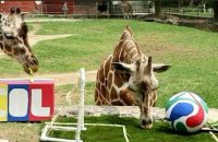 Mondial-2026: les animaux d'un zoo méxicain prédisent les résultats de matches