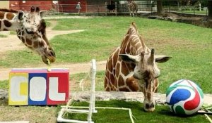 Mondial-2026: les animaux d'un zoo méxicain prédisent les résultats de matches