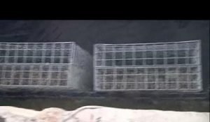 200 cages métalliques pour protéger les alevins (Hérault)