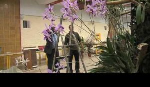 Exposition d'Orchidées à Gretz-Armainvilliers