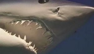 Le Requin,superstar du Seaquarium du Grau-du-Roi