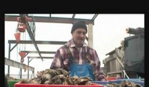 Les huîtres de nouveau sur les étales! (Hérault)