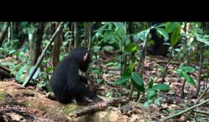 Disneynature Chimpanzés - Clip A Lucky Break - Version Française