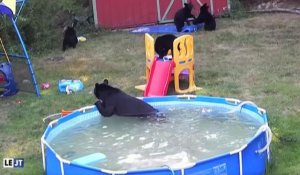 Le zapping du 25/08 : Insolite : Une famille d'ours s'incruste dans le jardin d'une famille américaine