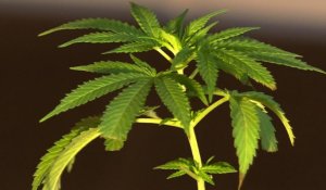 Le marché florissant du cannabis en Uruguay