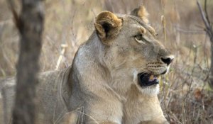 Mort du lion Cecil : le Zimbabwe restreint la chasse aux grands animaux sauvages