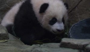 Le zoo de Washington présente son bébé panda au médias