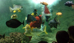 Le Père Noël plonge à l'aquarium