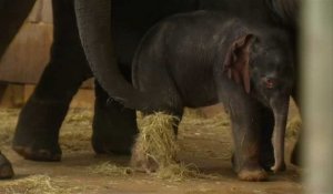 Un éléphanteau voit le jour au zoo de Berlin