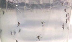 Virus Zika: l'institut Pasteur de Dakar aide le Brésil
