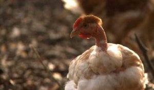 Grippe aviaire:les éleveurs landais sur le qui-vive mais sereins
