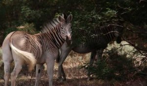 Afsud: le retour du "quagga", animal éteint puis ressuscité